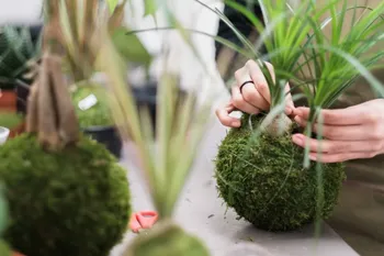 Créez votre kokedama