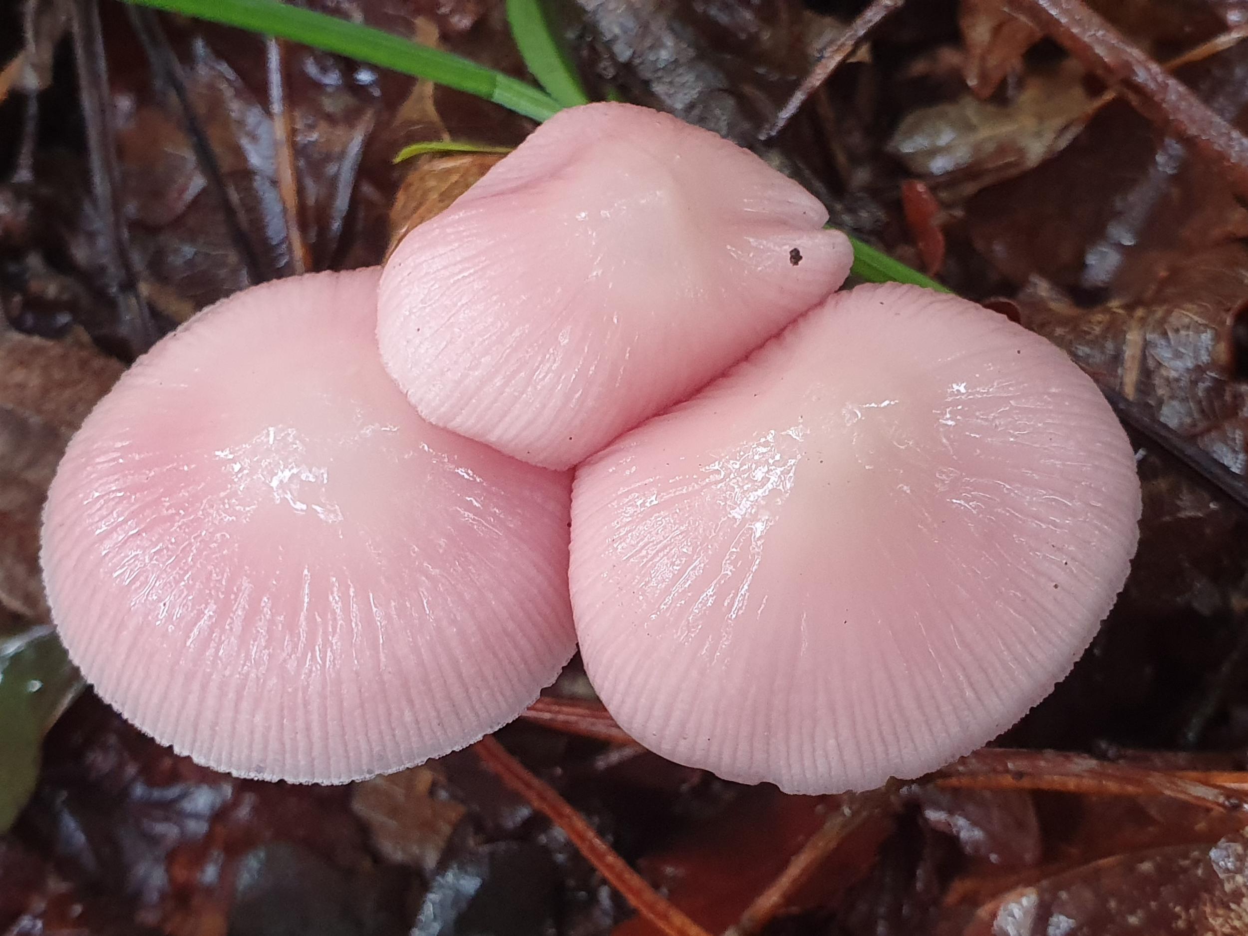 Cueillez vos champignons sauvages à Toulouse - Image n°7 - Wecandoo