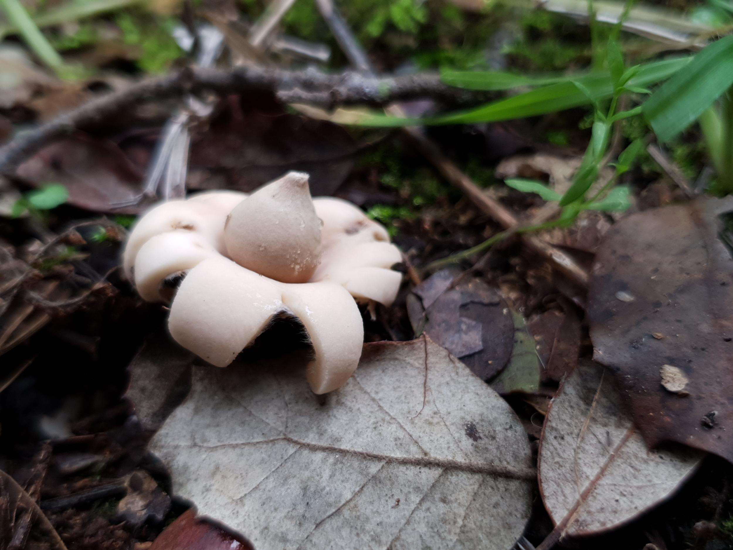 Cueillez vos champignons sauvages à Toulouse - Image n°8 - Wecandoo