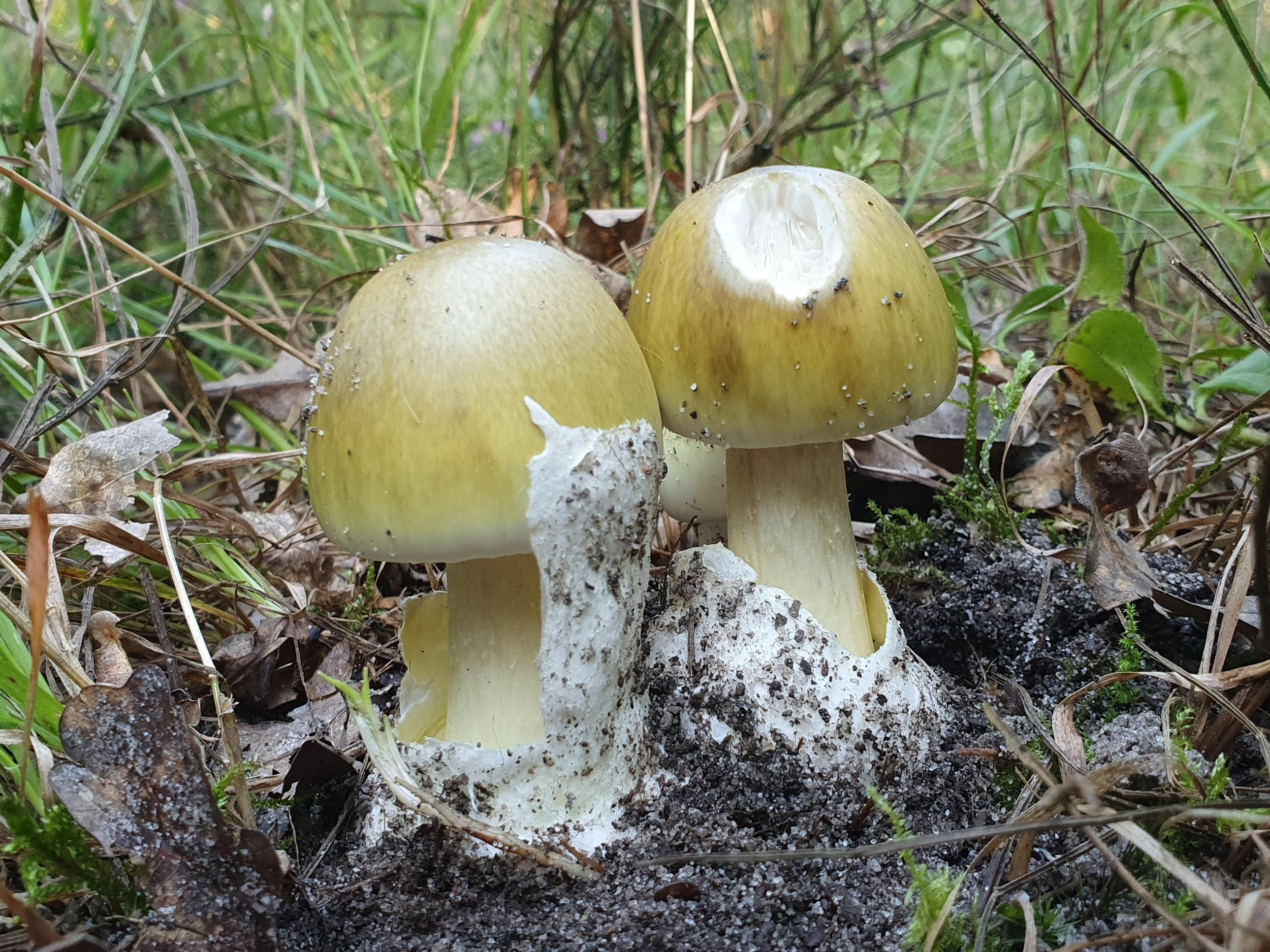Cueillez vos champignons sauvages à Toulouse - Image n°9 - Wecandoo