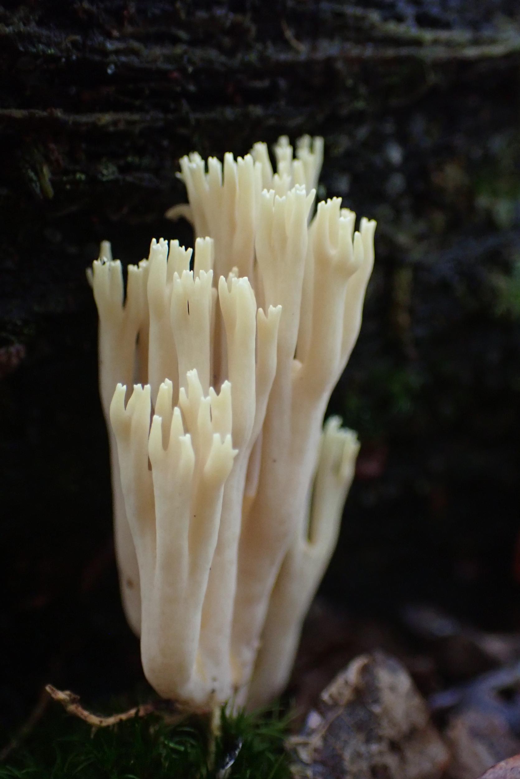 Cueillez vos champignons sauvages à Toulouse - Image n°10 - Wecandoo