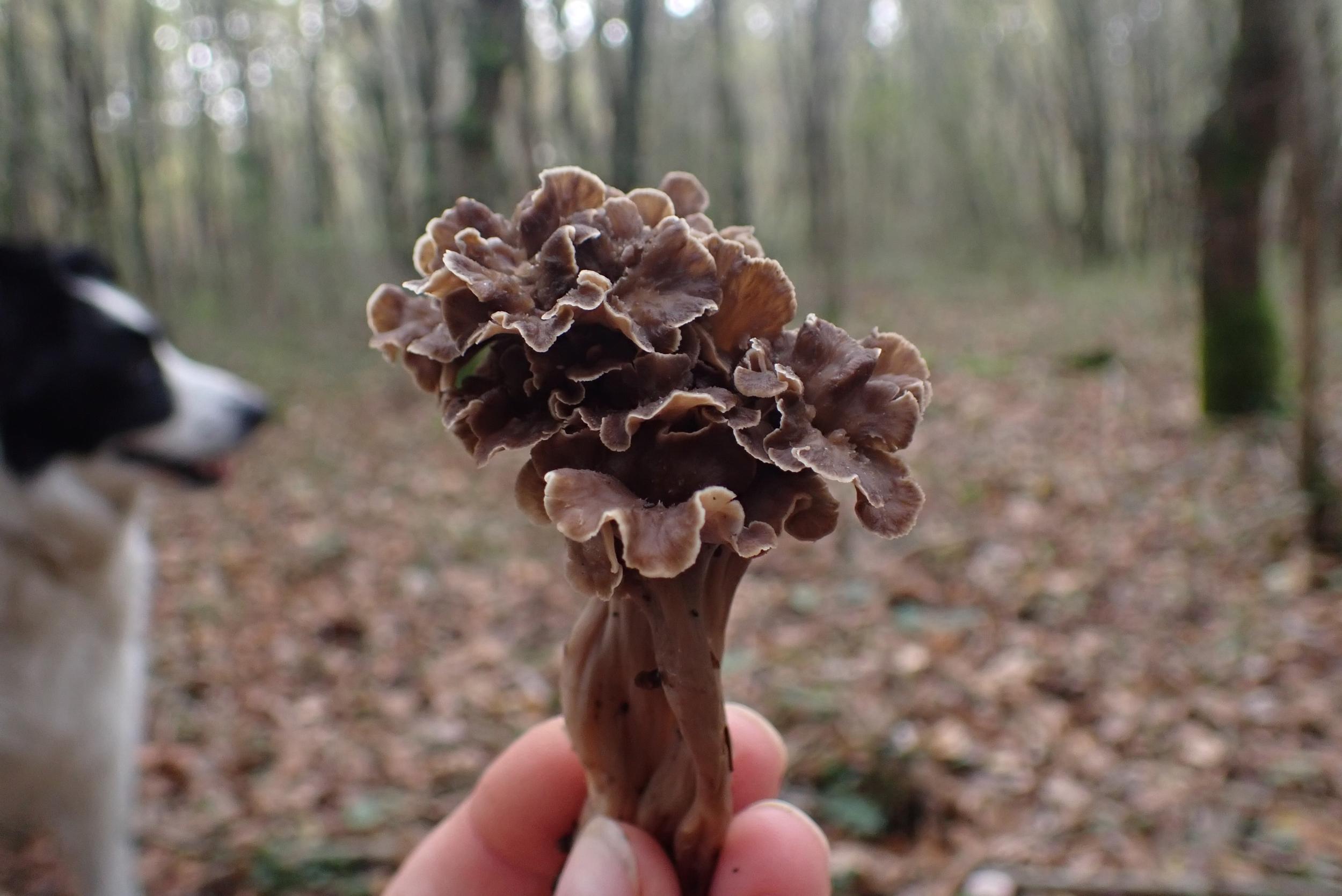 Cueillez vos champignons sauvages à Toulouse - Image n°11 - Wecandoo