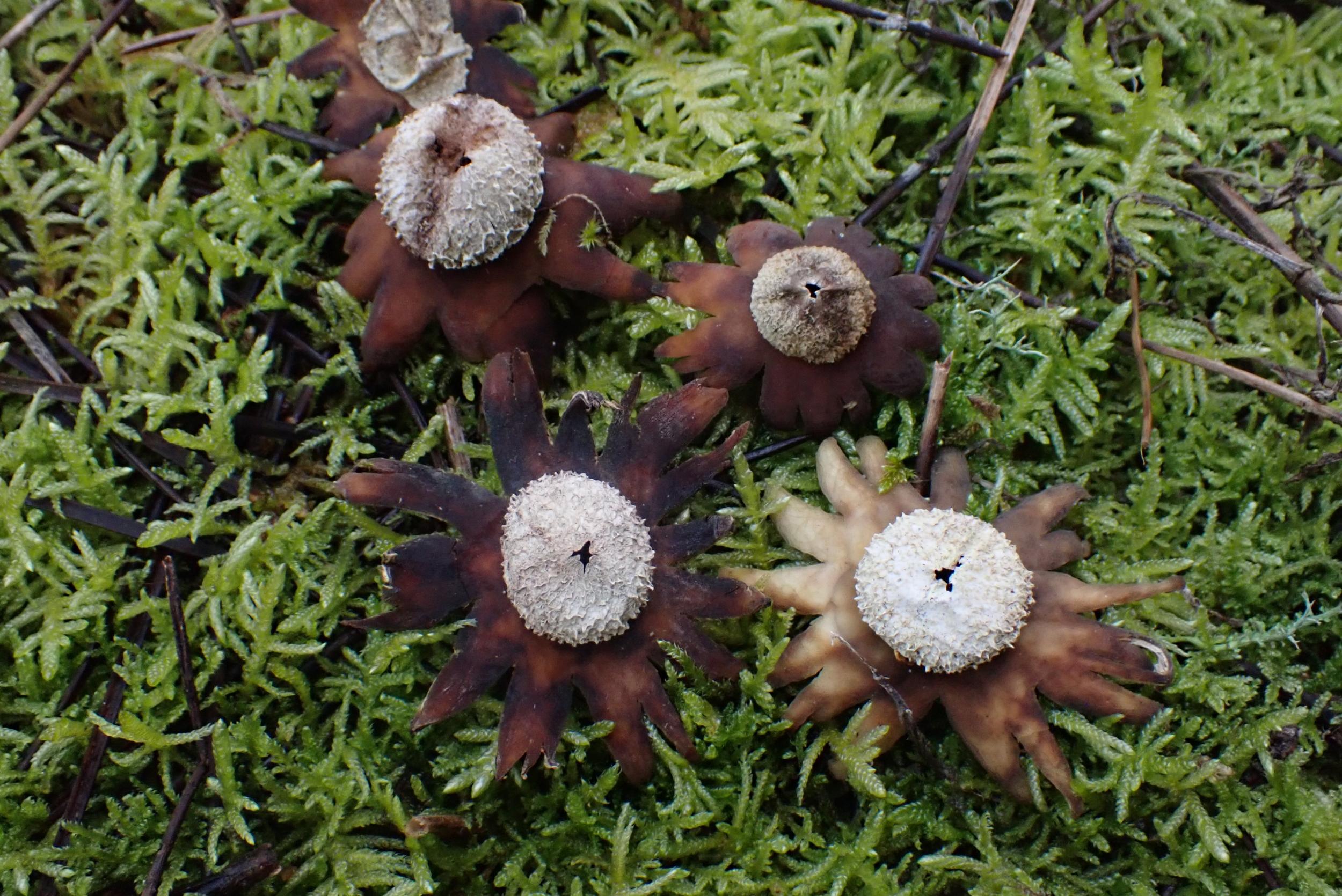 Cueillez vos champignons sauvages à Toulouse - Image n°12 - Wecandoo