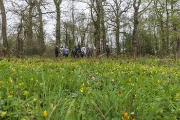 Cueillez et cuisinez des plantes sauvages en forêt