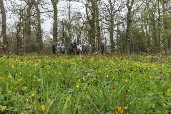 Cueillez et cuisinez des plantes sauvages en forêt