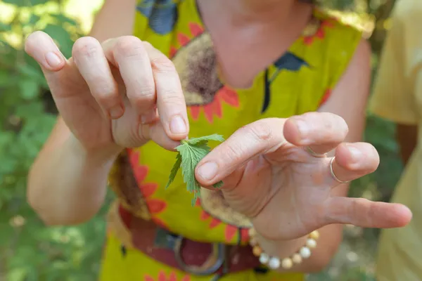 Découvrez les plantes sauvages comestibles en balade