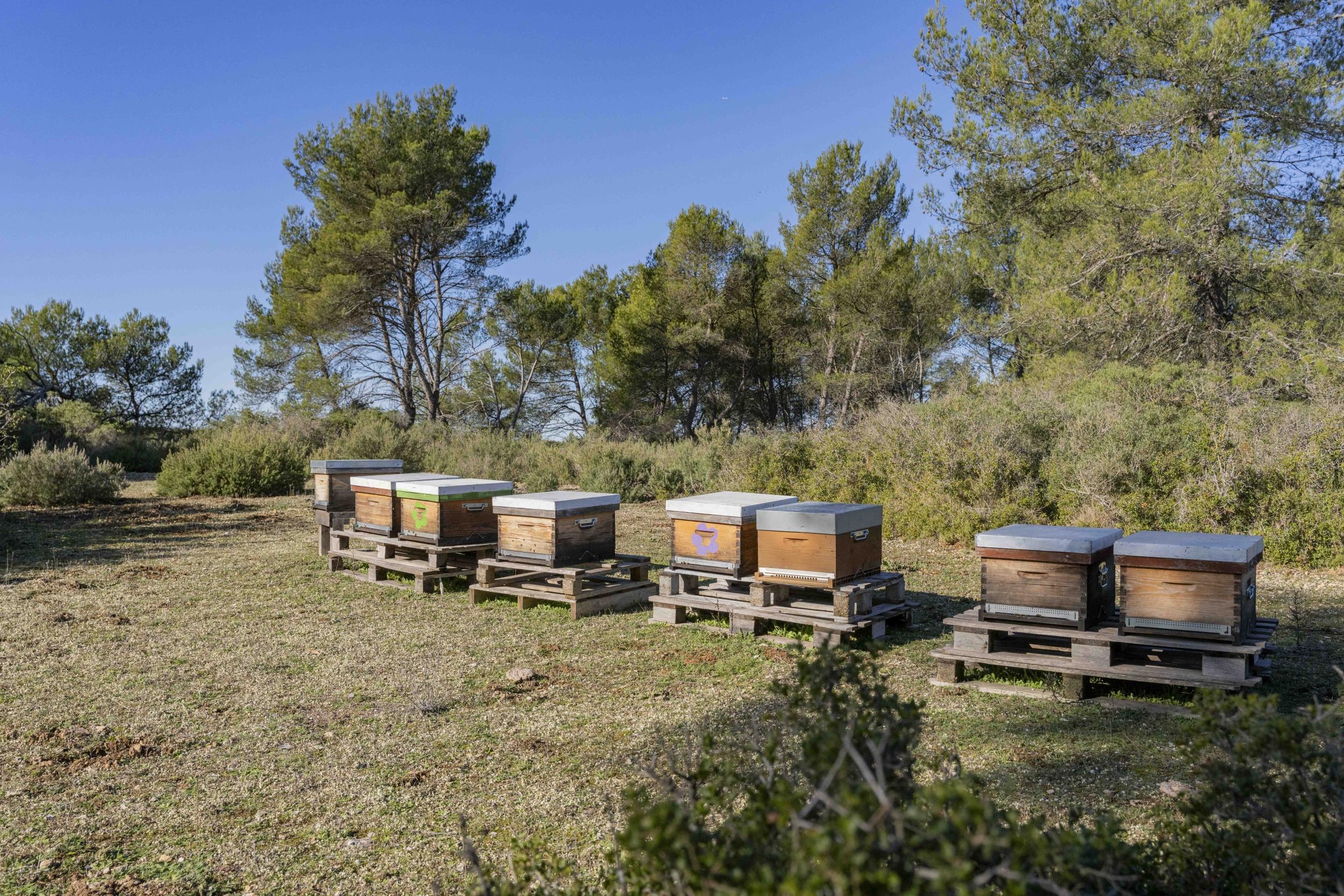 Initiez-vous à l'apiculture avec Mélodie - Image n°9 - Wecandoo