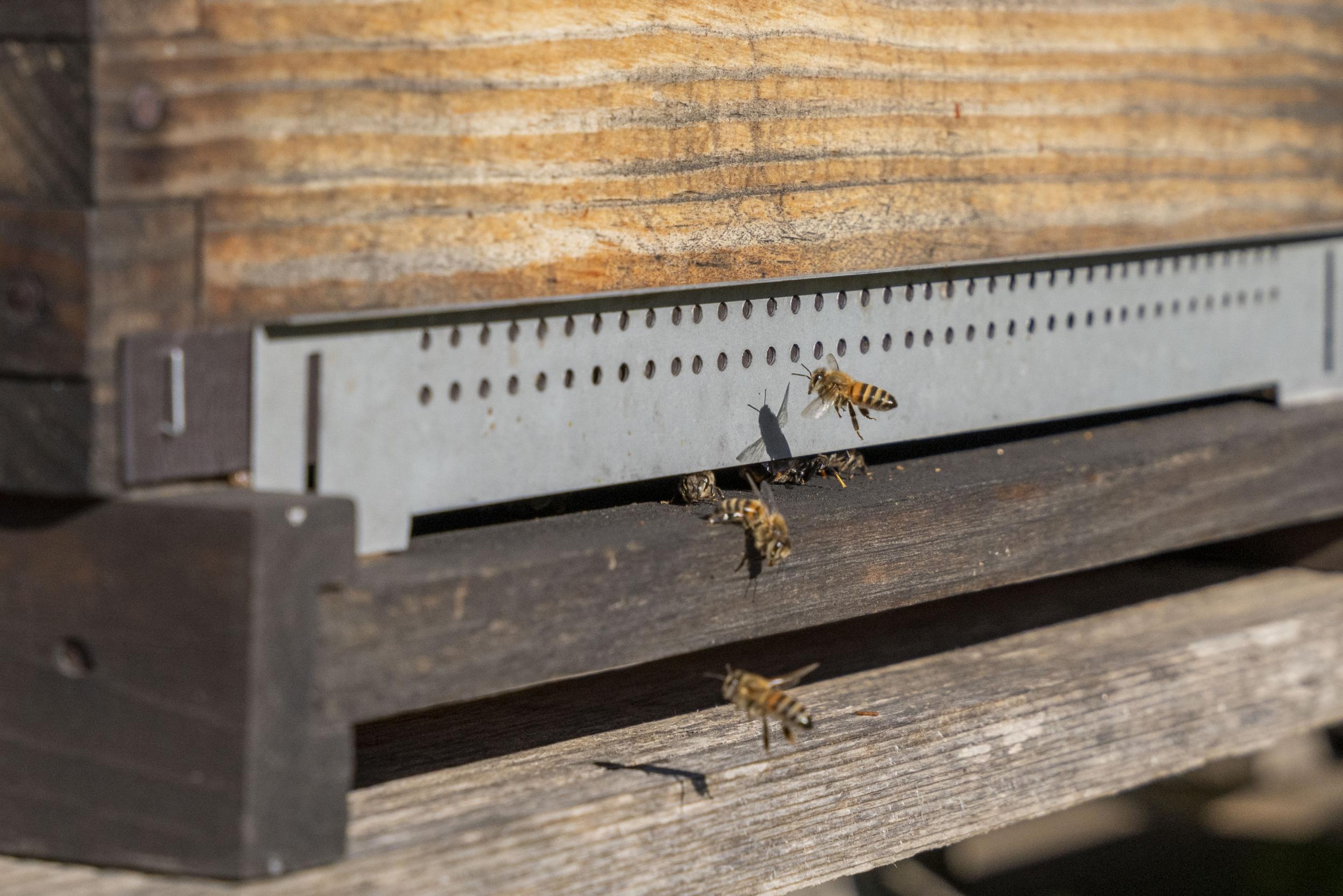 Initiez-vous à l'apiculture avec Mélodie - Image n°7 - Wecandoo