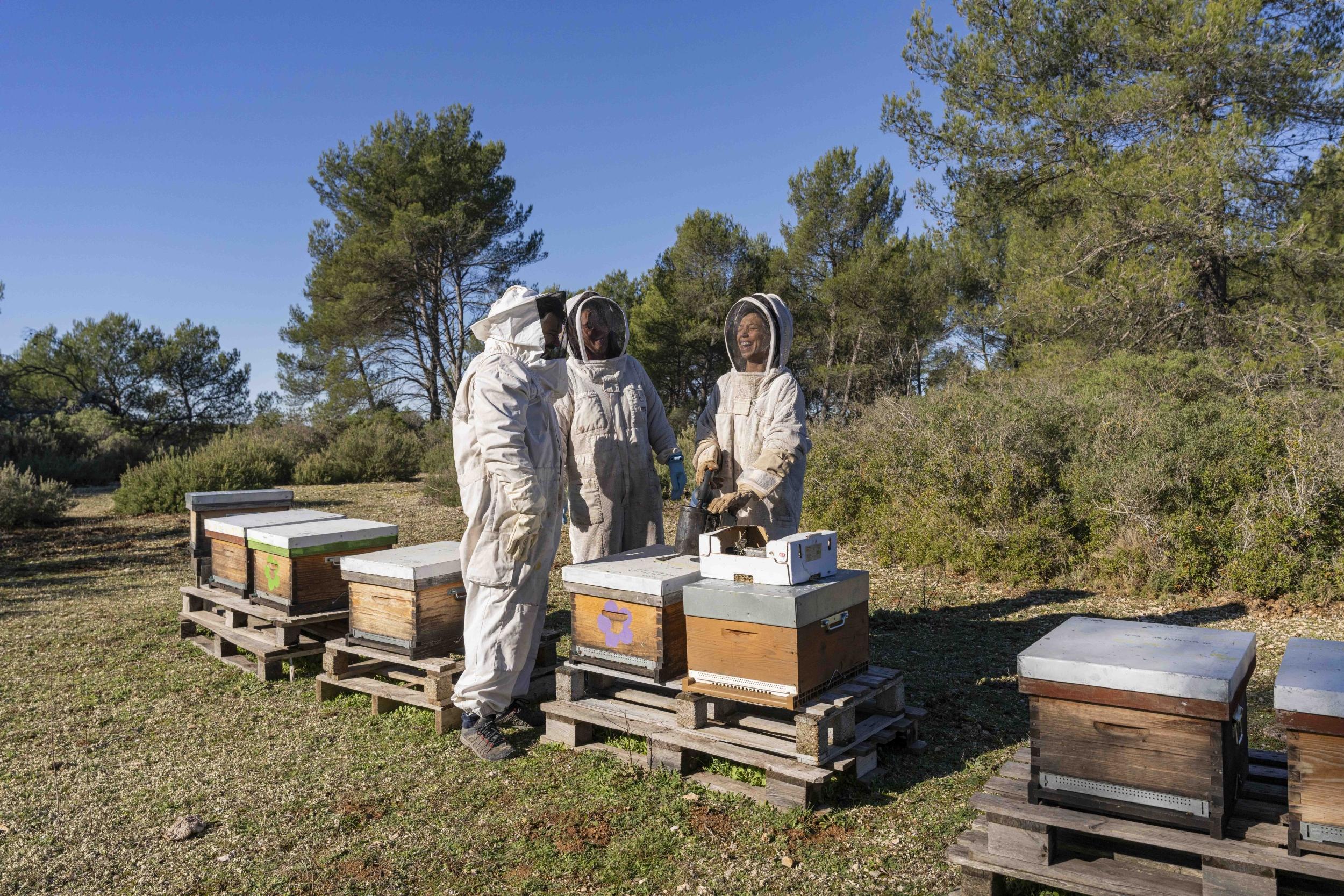 Initiez-vous à l'apiculture avec Mélodie - Image n°1 - Wecandoo