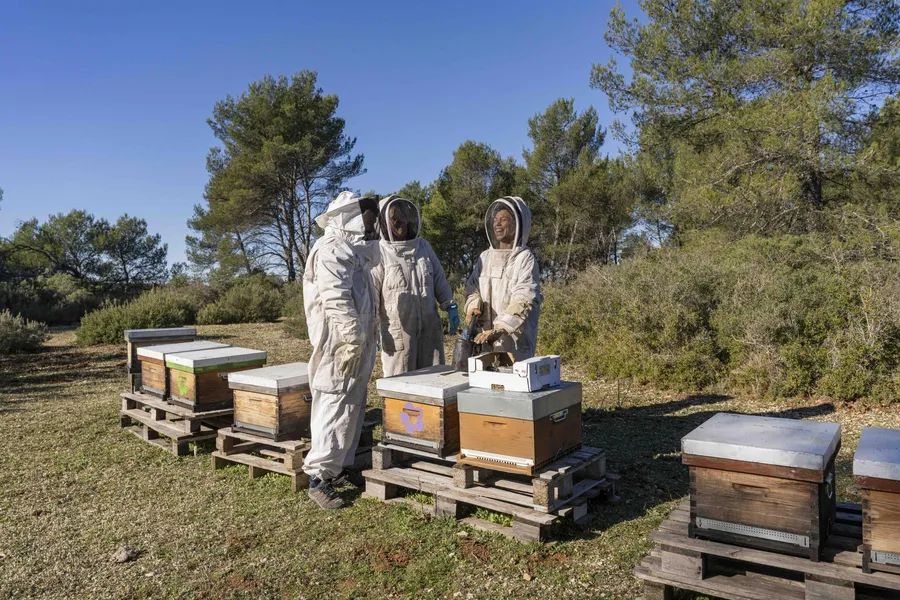 Initiez-vous à l'apiculture avec Mélodie - Image n°1 - Wecandoo