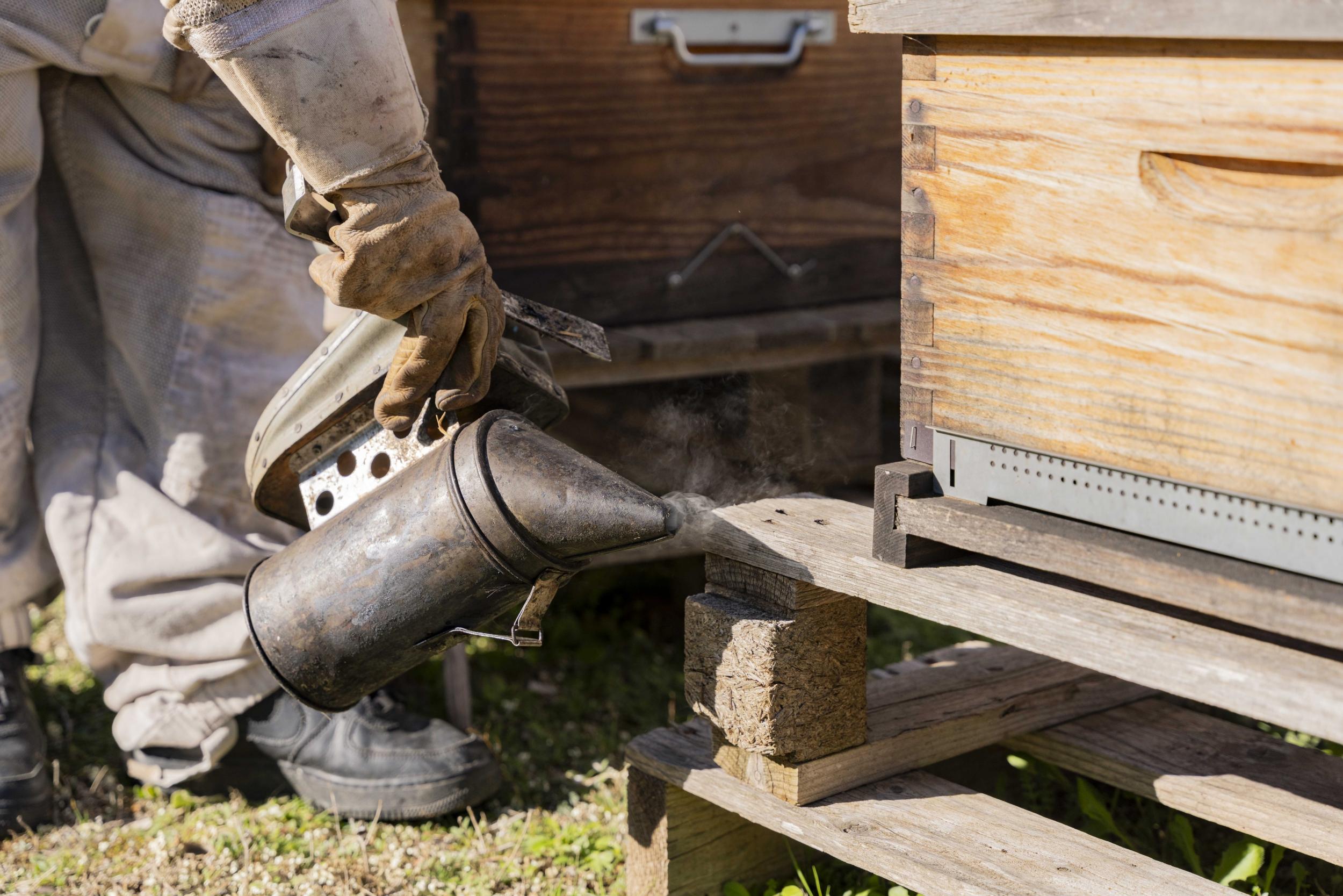 Initiez-vous à l'apiculture avec Mélodie - Image n°2 - Wecandoo