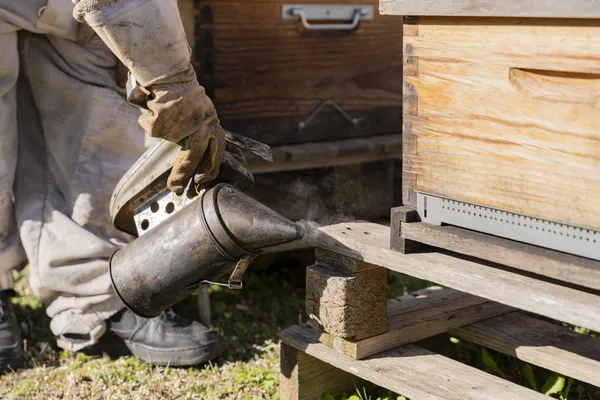Initiez-vous à l'apiculture avec Mélodie - Image n°2 - Wecandoo