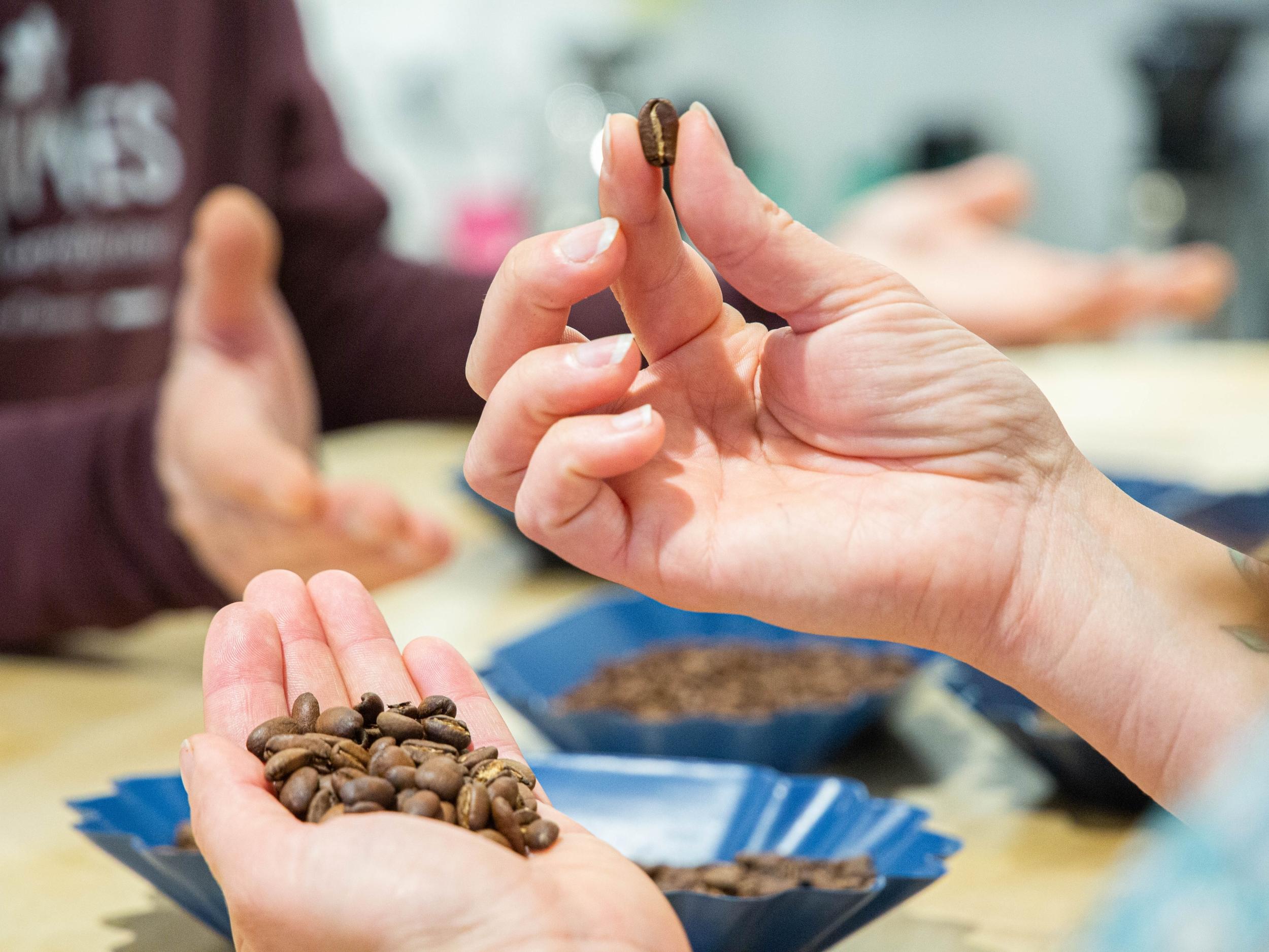 Apprenez à déguster le café de spécialité grâce au cupping avec Julien - Image n°5 - Wecandoo