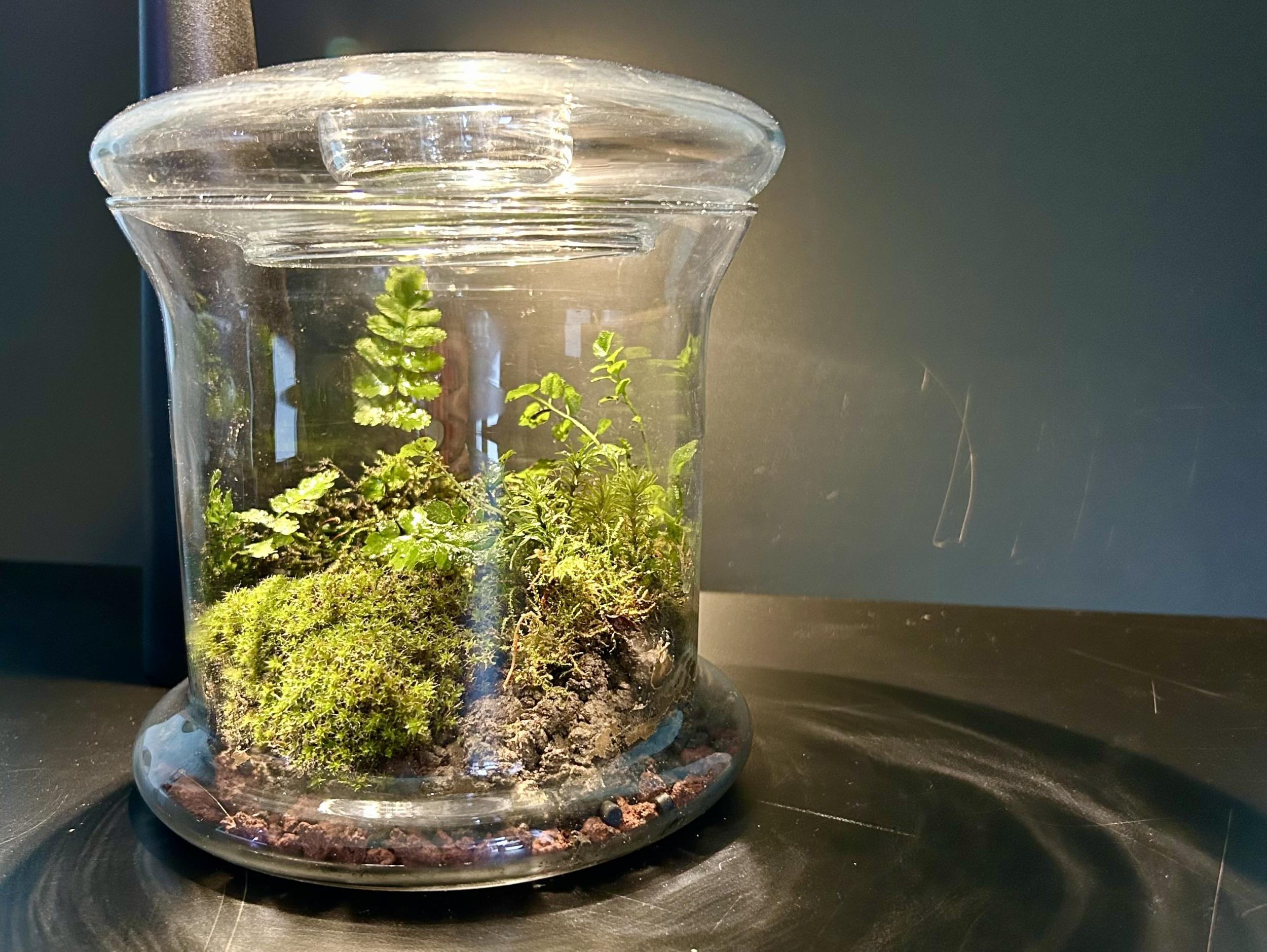 Créez votre terrarium après une balade dans la nature avec Marta Mo - Afbeelding nr. 10 - Wecandoo