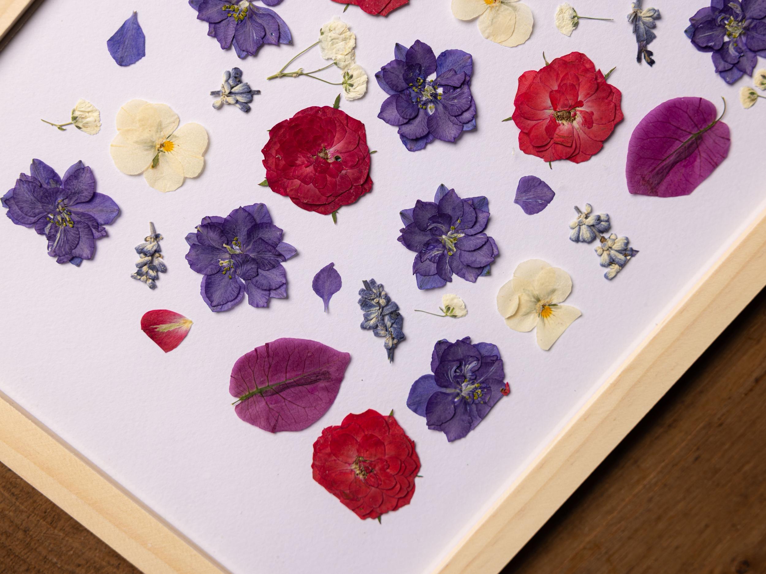 Composez votre herbier - Image n°11 - Wecandoo