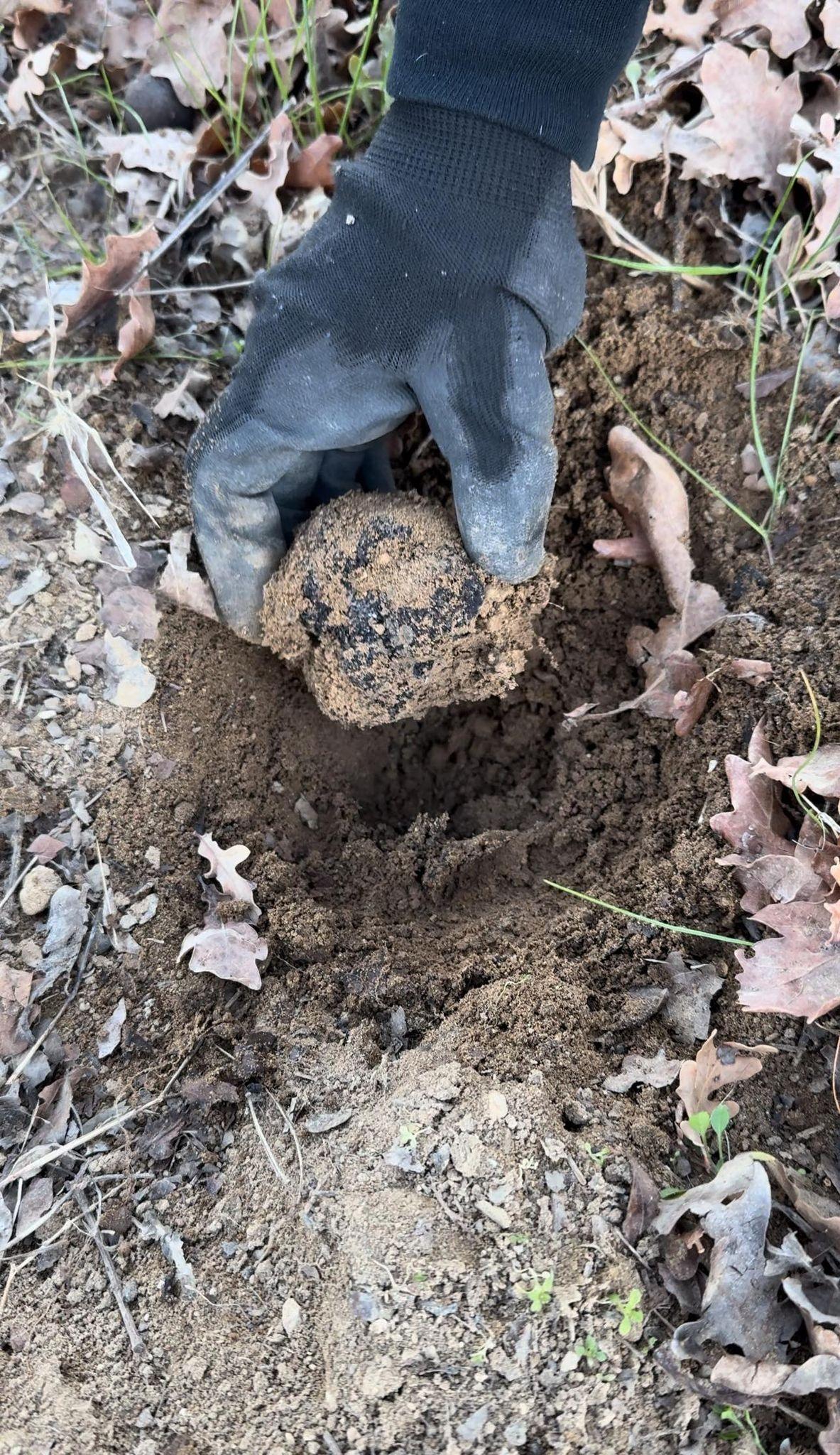 Découvrez le monde de la truffe noire et ses secrets lors d'une demi-journée combinant visite de truffières et dégustation - Image n°4 - Wecandoo