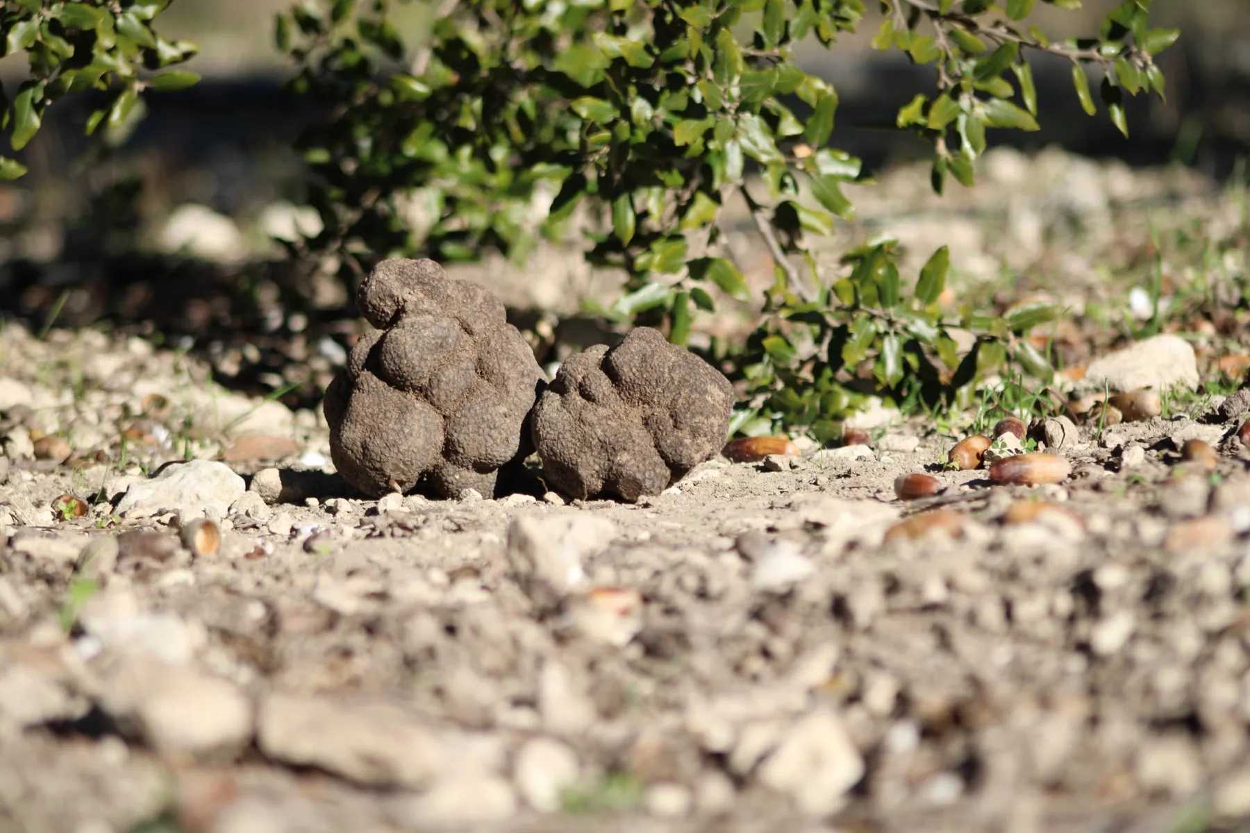 Plongez dans l’univers de la truffe noire lors d’une demi-journée immersive - Image n°5 - Wecandoo