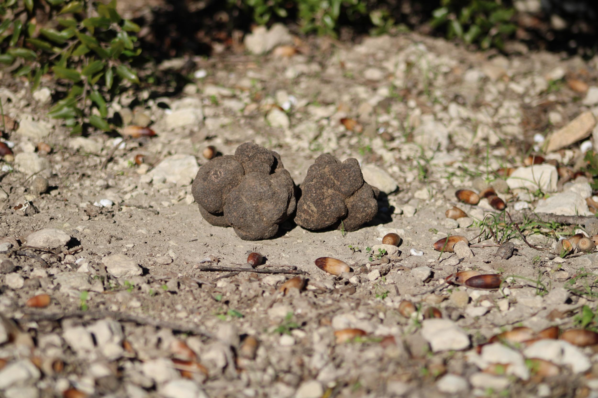 Découvrez le monde de la truffe noire et ses secrets lors d'une demi-journée combinant visite de truffières et dégustation - Image n°6 - Wecandoo