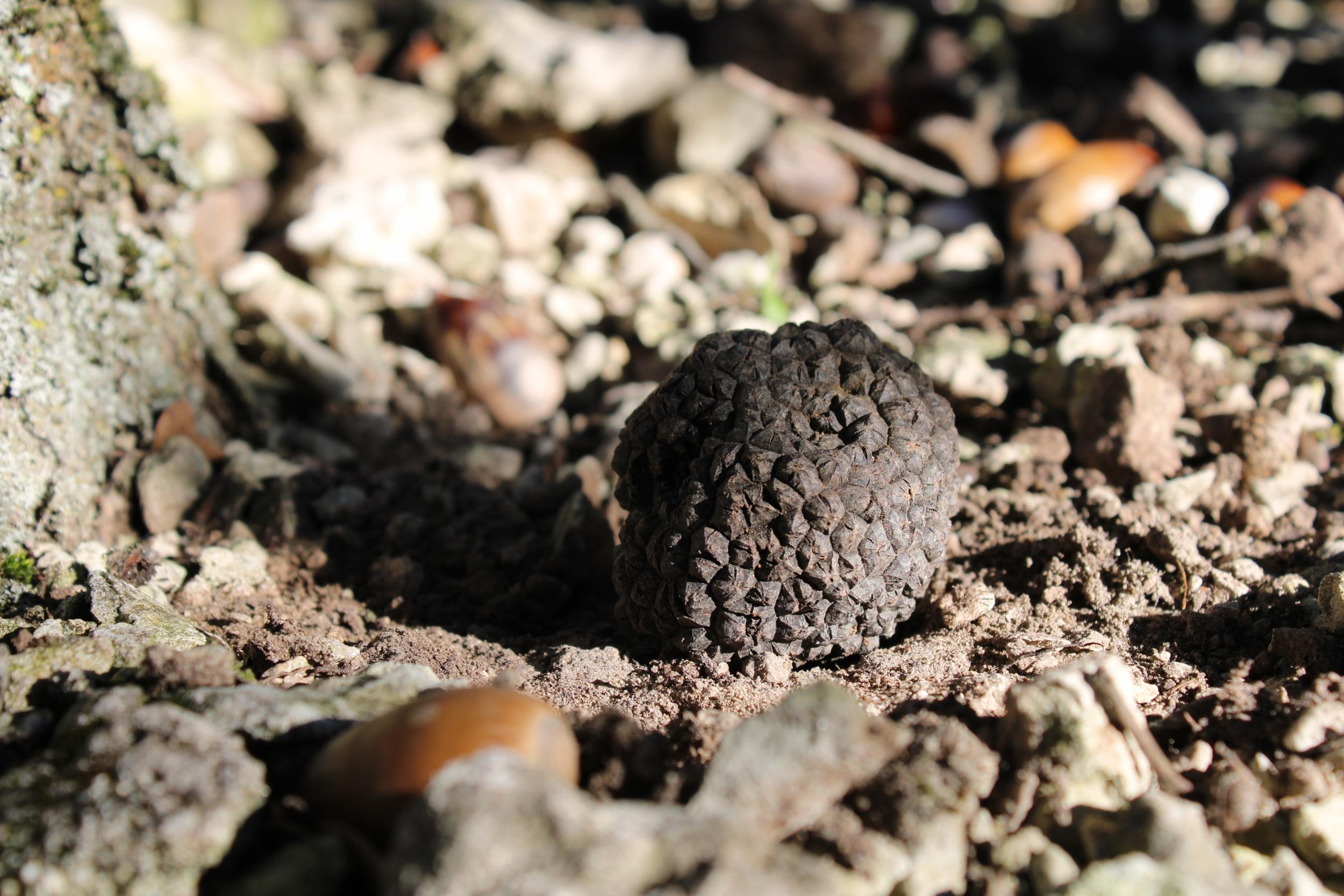 Découvrez le monde de la truffe noire et ses secrets lors d'une demi-journée combinant visite de truffières et dégustation - Image n°8 - Wecandoo