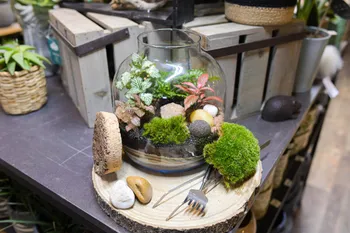 Réalisez votre petit terrarium