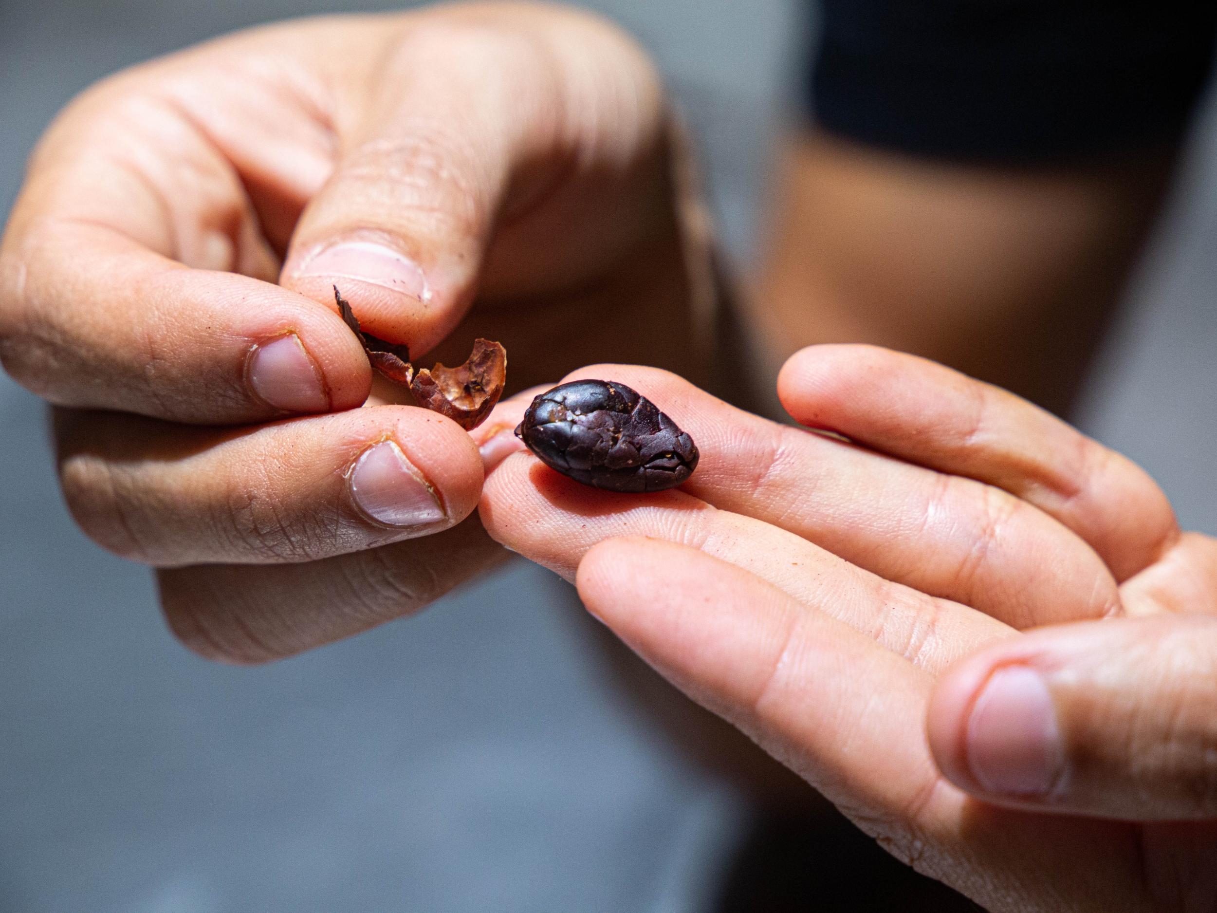 Apprenez à faire votre chocolat bean to bar avec Erick - Image n°6 - Wecandoo