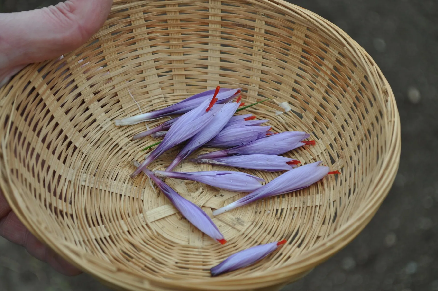 Récoltez et préparez du safran avec Christopher - Image n°1 - Wecandoo