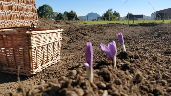 Récoltez et préparez du safran avec Christopher - Afbeelding nr. 2 - Wecandoo