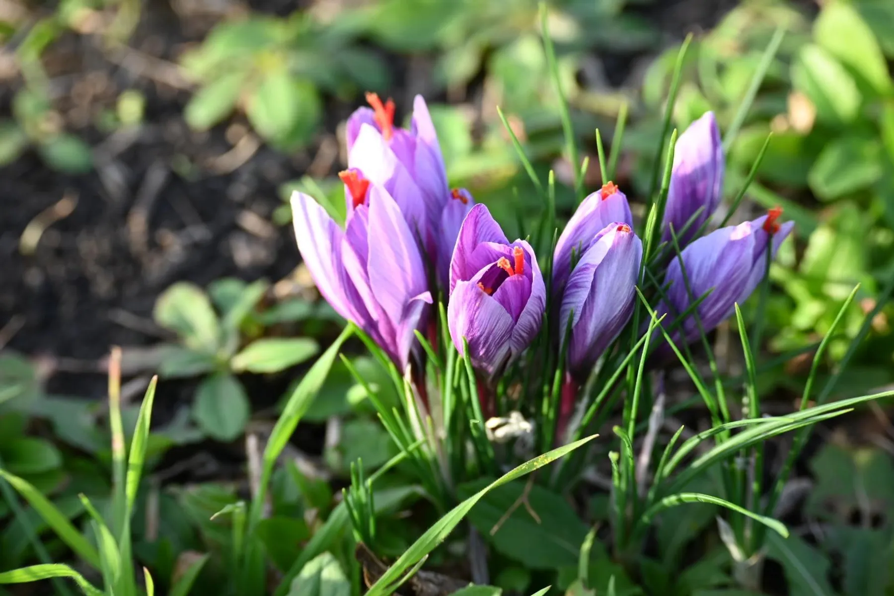 Récoltez et préparez du safran avec Christopher - Image n°5 - Wecandoo