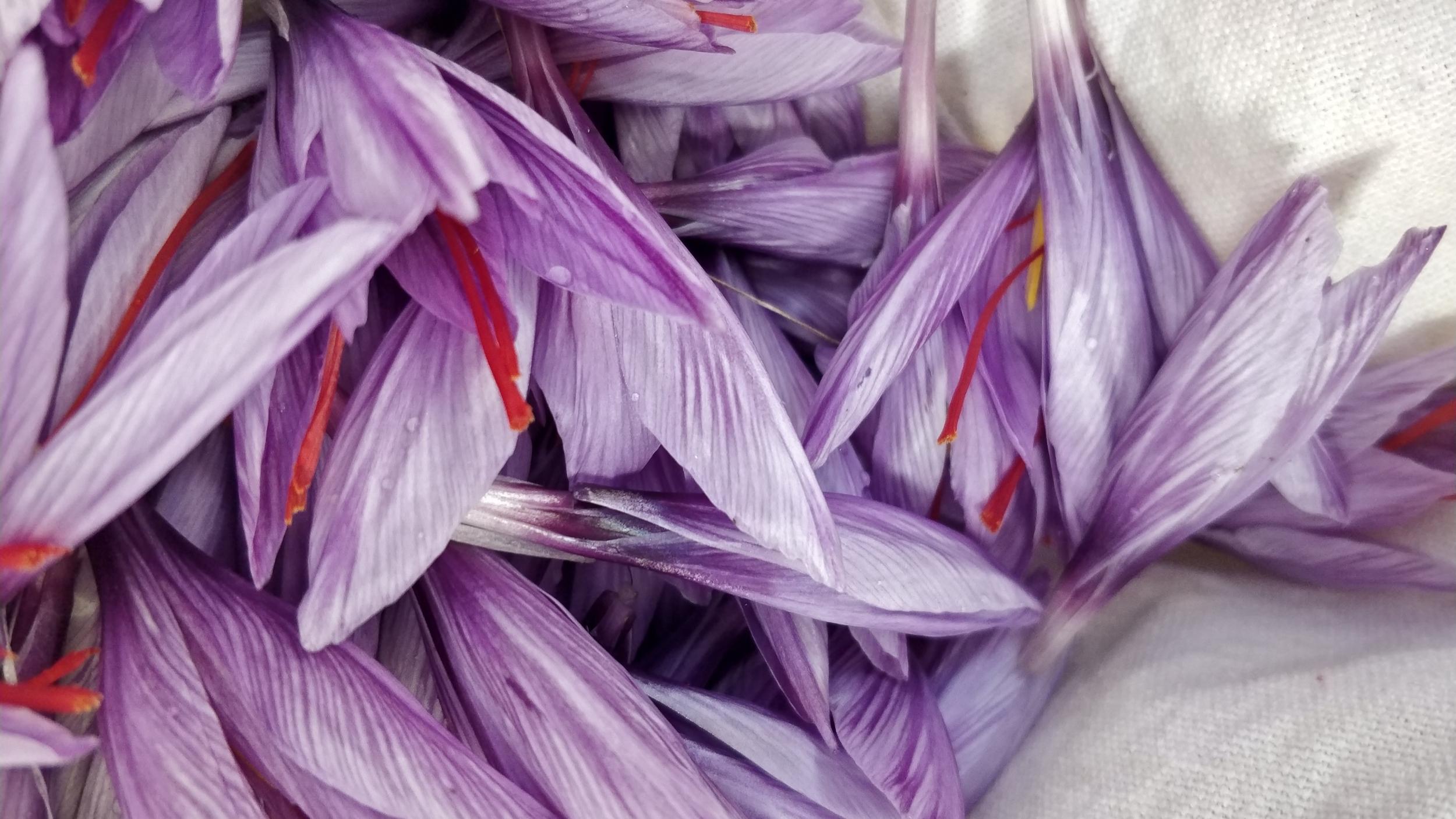 Récoltez et préparez du safran avec Christopher - Image n°8 - Wecandoo