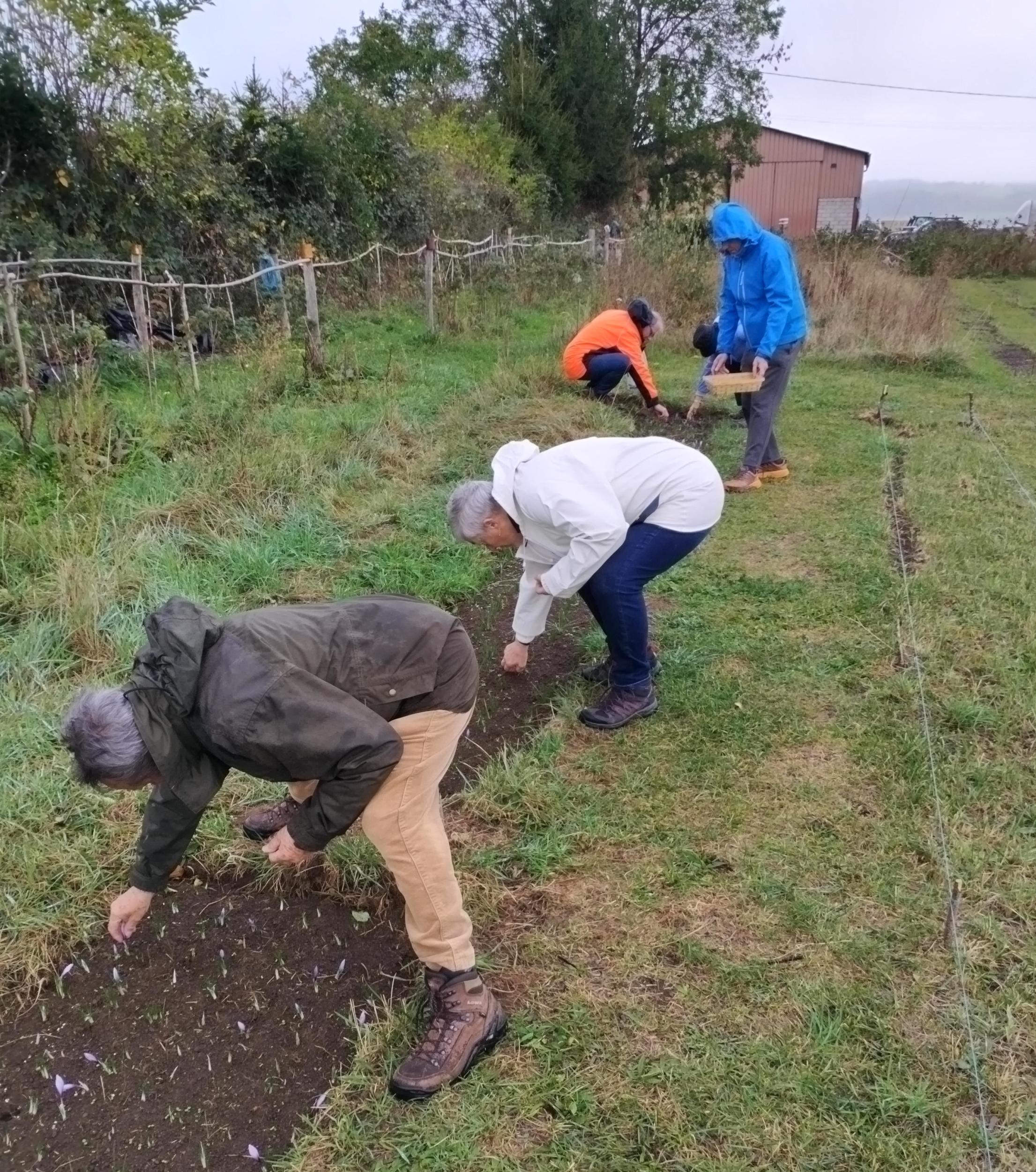 Récoltez et préparez du safran avec Christopher - Image n°7 - Wecandoo