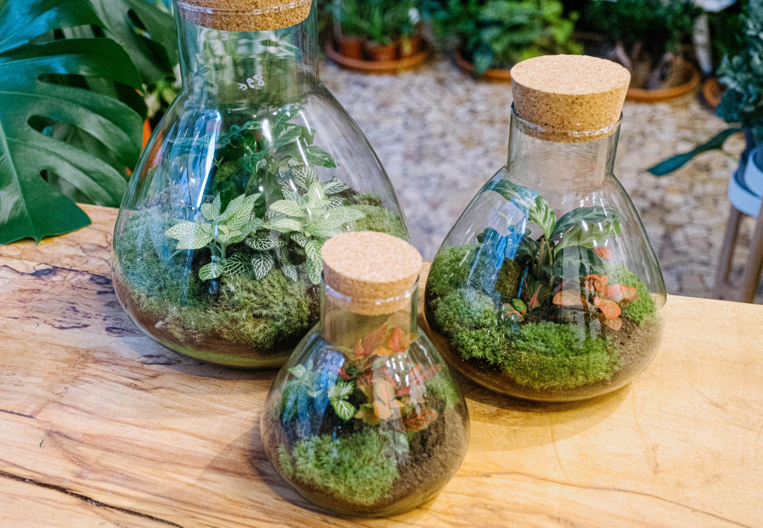 Composez votre grand terrarium - Image n°6 - Wecandoo