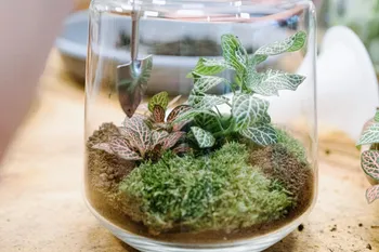 Create your own large terrarium