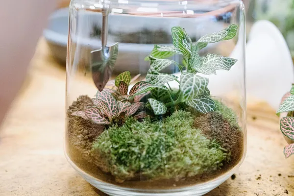 Create your own large terrarium