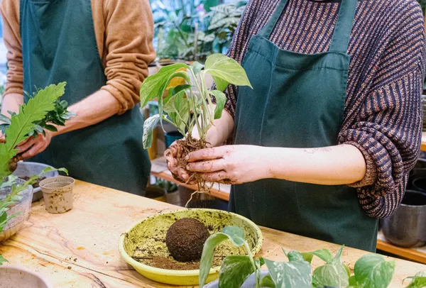 Émerveillez votre équipe et composez un kokedama avec Audrey - Image n°3 - Wecandoo