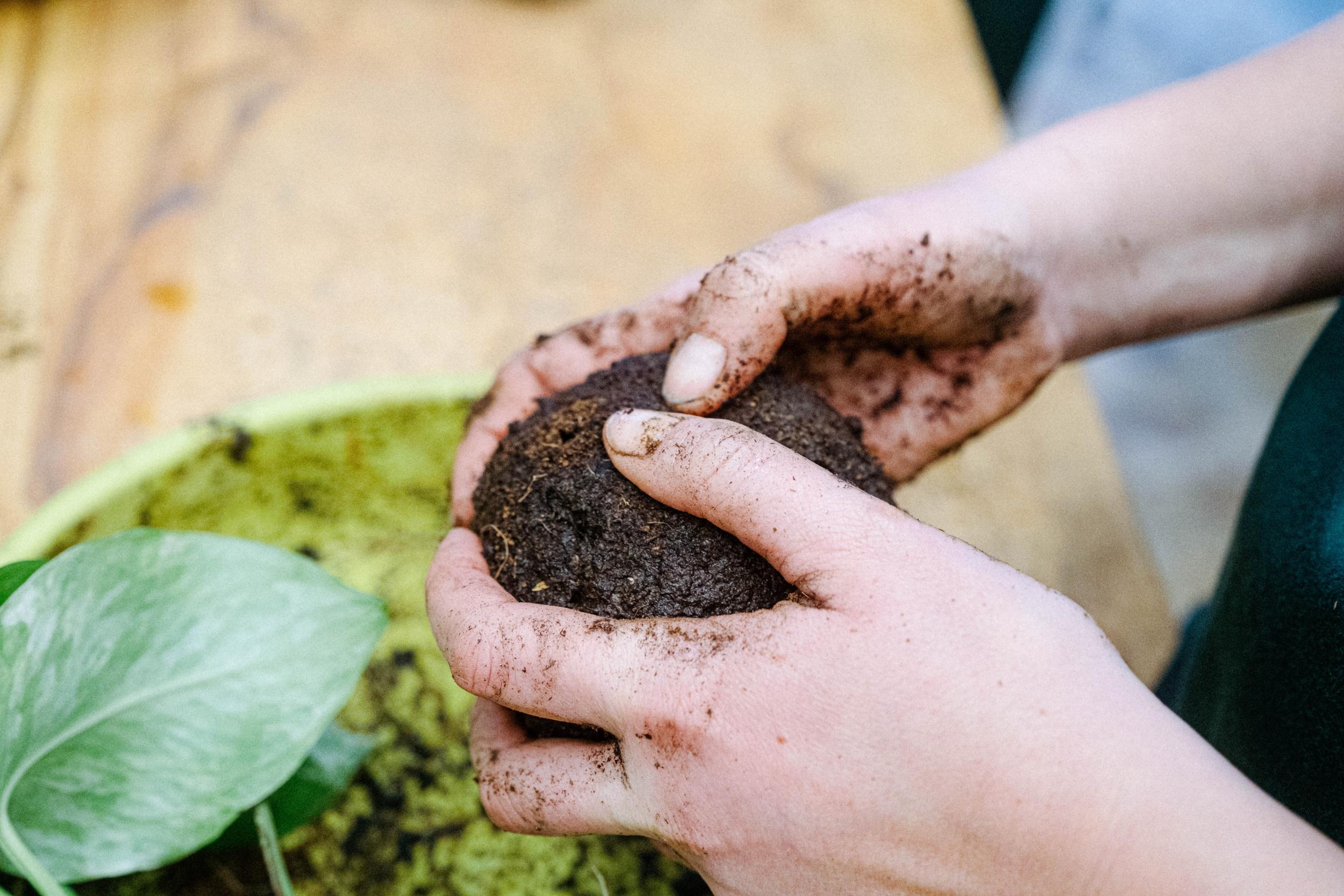 Émerveillez votre équipe et composez un kokedama avec Audrey - Image n°5 - Wecandoo