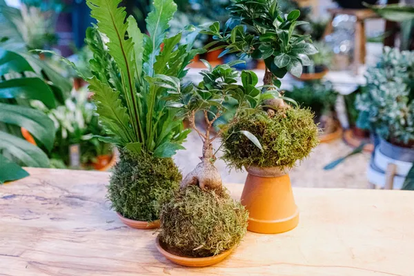 Émerveillez votre équipe et composez un kokedama avec Audrey - Image n°2 - Wecandoo