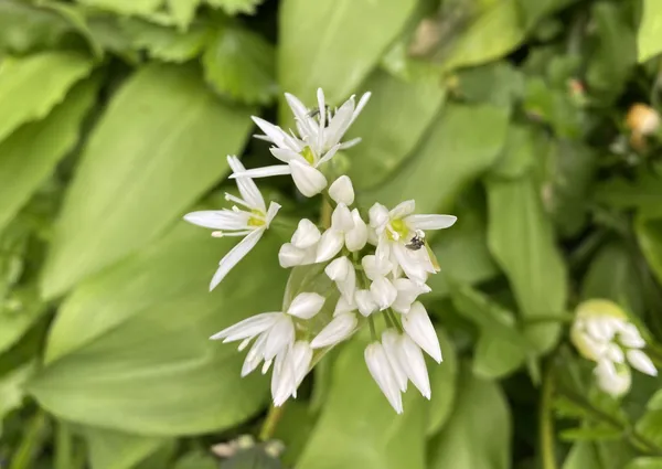 Découvrez et transformez les plantes sauvages avec Marilyne - Image n°2 - Wecandoo