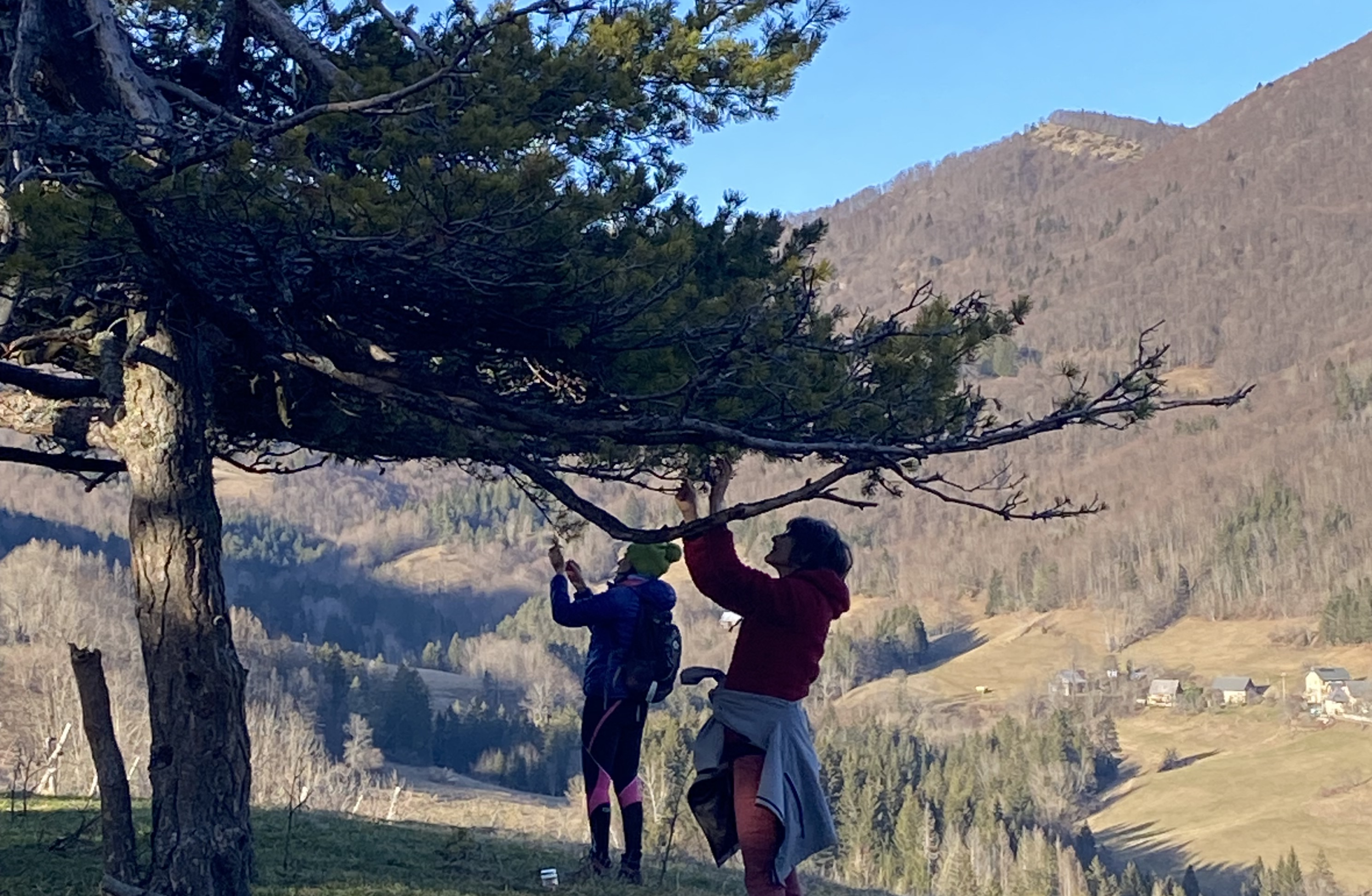 Découvrez et transformez les plantes sauvages avec Marilyne - Image n°6 - Wecandoo