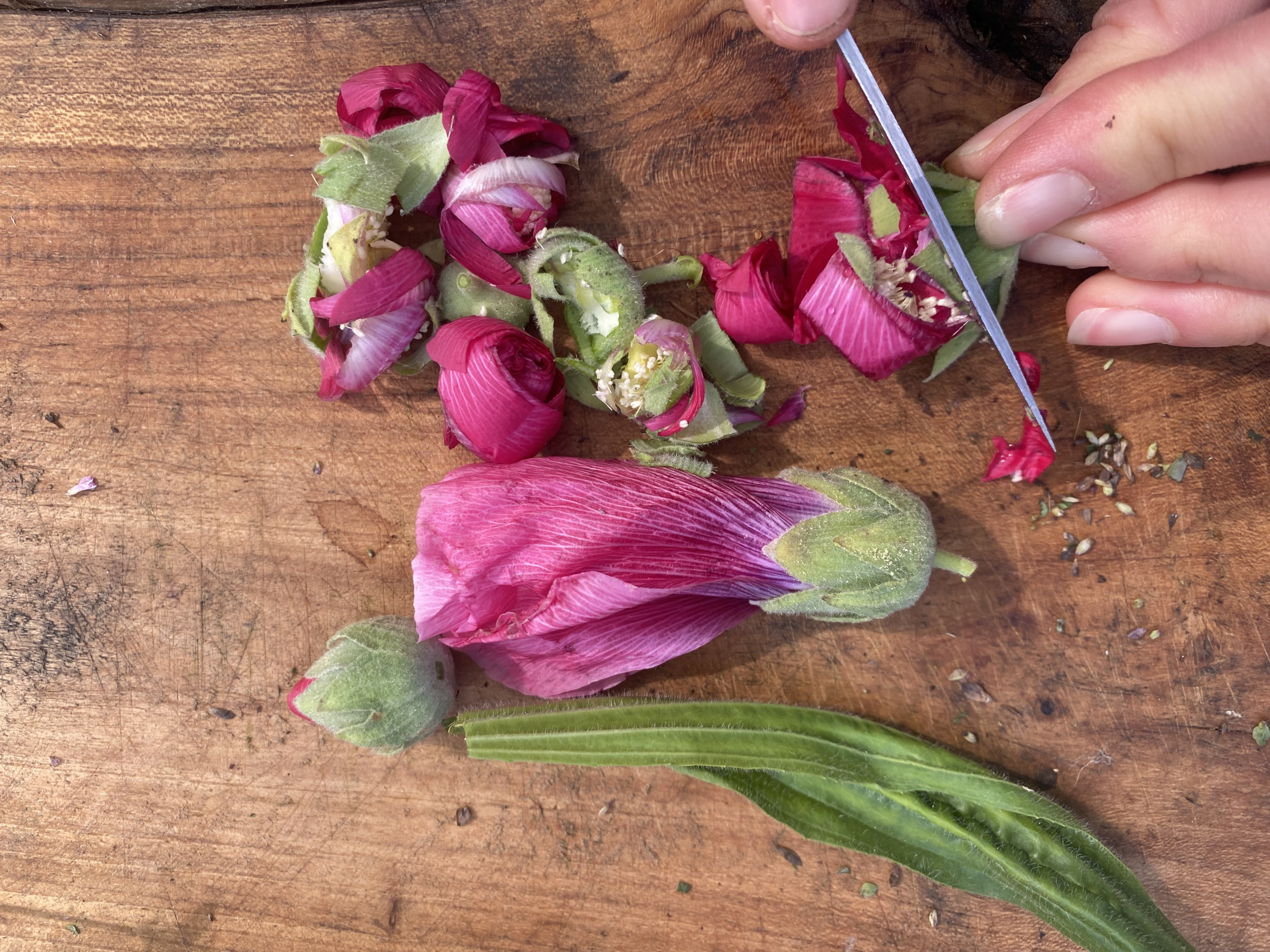 Découvrez et transformez les plantes sauvages avec Marilyne - Image n°5 - Wecandoo