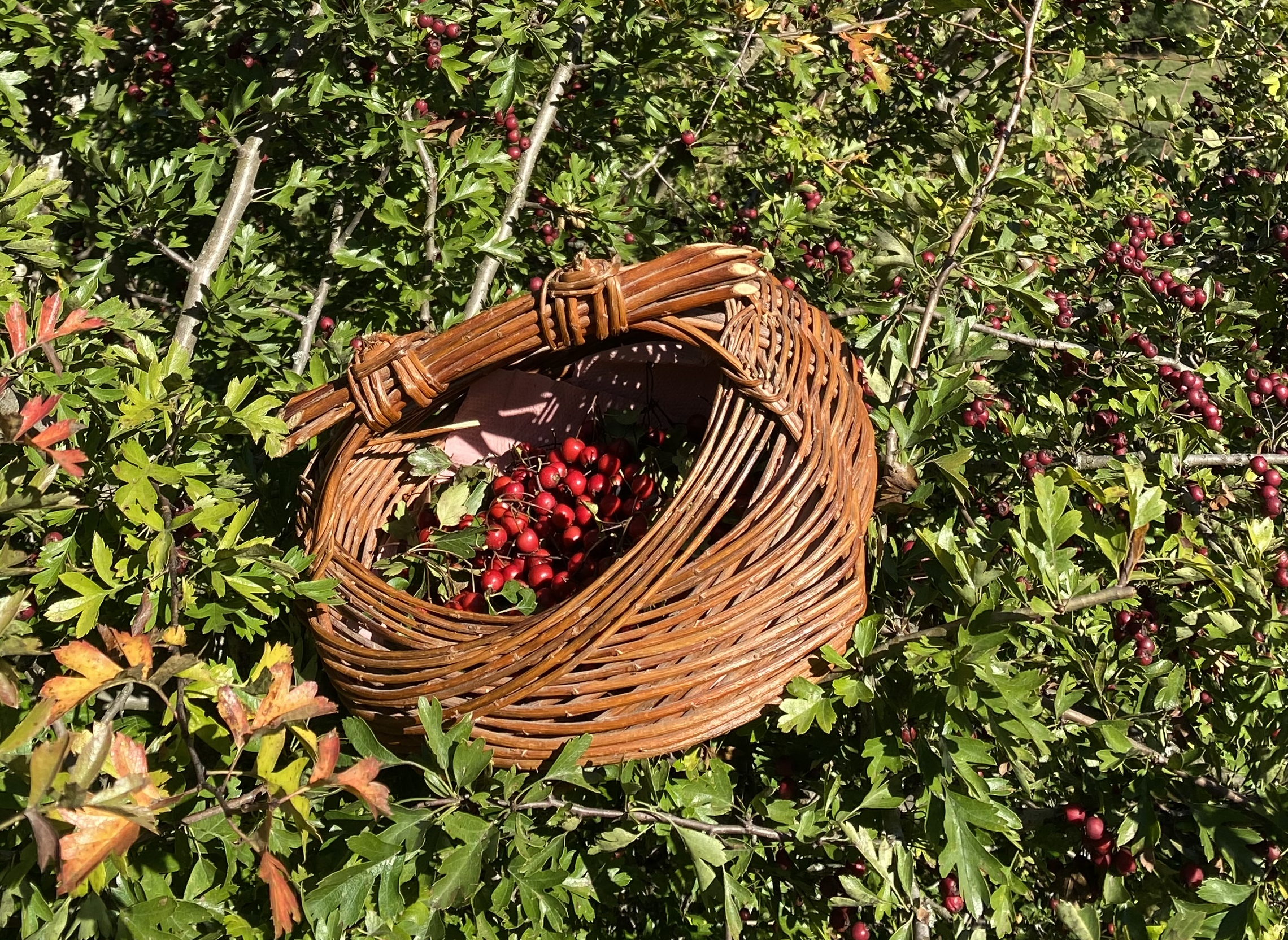 Découvrez et transformez les plantes sauvages avec Marilyne - Image n°1 - Wecandoo