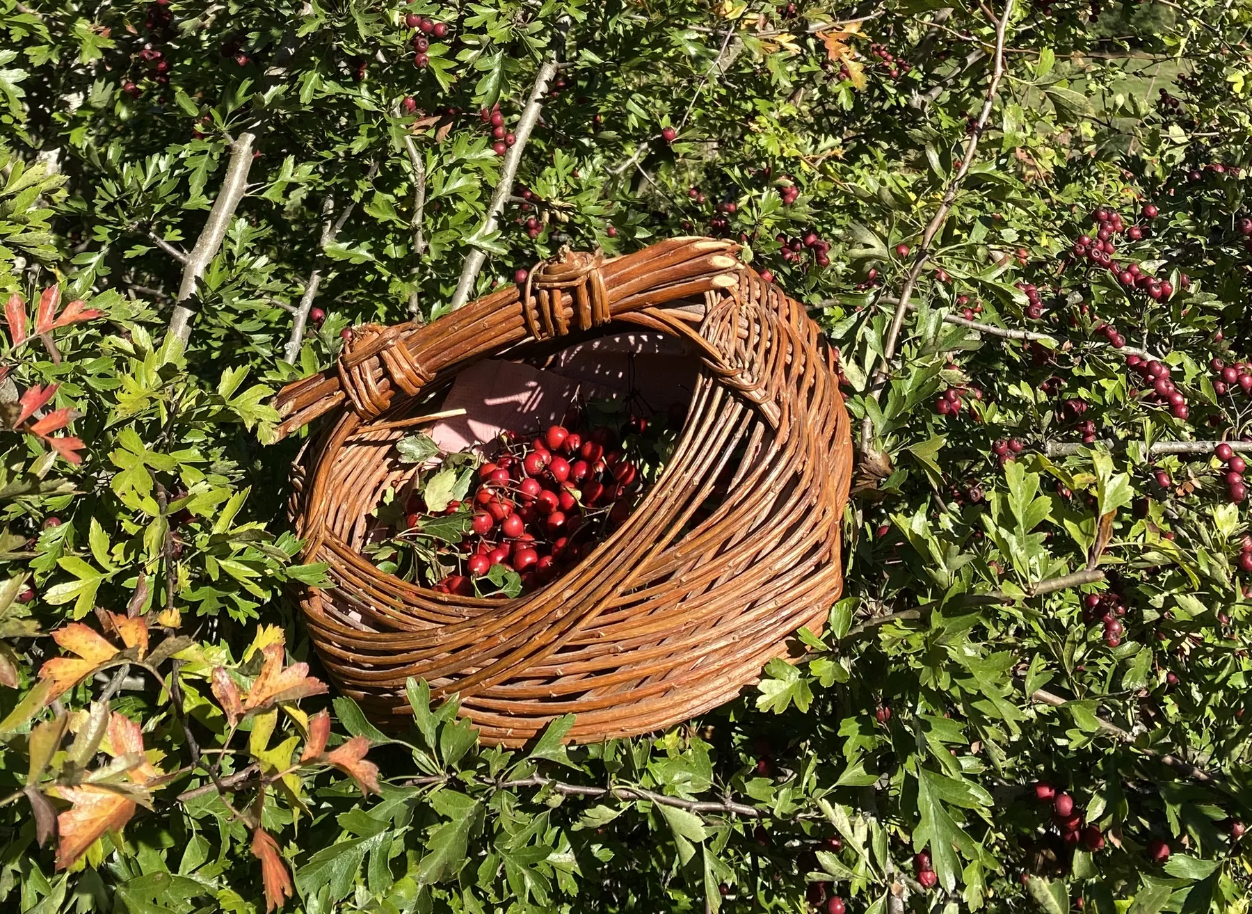 Découvrez et transformez les plantes sauvages avec Marilyne - Image n°1 - Wecandoo