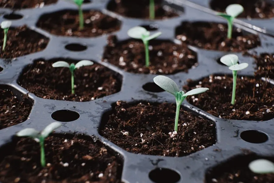 Immergez-vous dans la vie d'une floricultrice sur une journée avec Claire-Charlotte - Image n°1 - Wecandoo