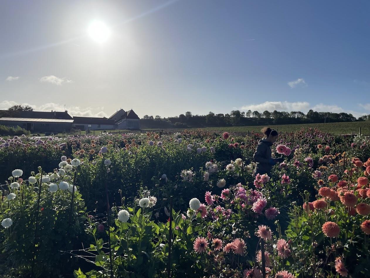 Immergez-vous dans la vie d'une floricultrice sur une journée avec Claire-Charlotte - Image n°5 - Wecandoo