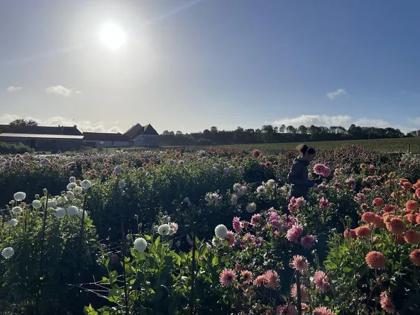 Immergez-vous dans la vie d'une floricultrice sur une journée avec Claire-Charlotte - Image n°5 - Wecandoo