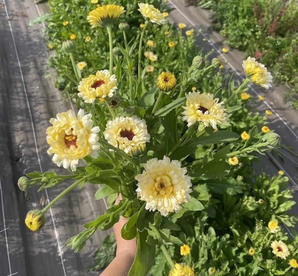 Immergez-vous dans la vie d'une floricultrice sur une journée avec Claire-Charlotte - Image n°8 - Wecandoo