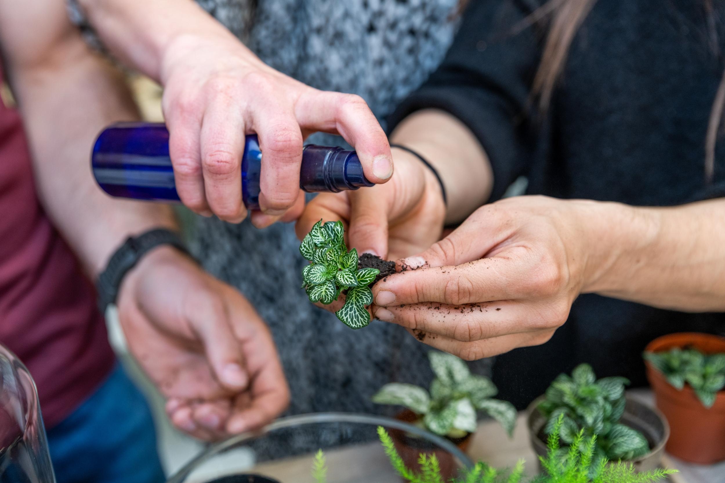 Réalisez votre jardin zen d'intérieur