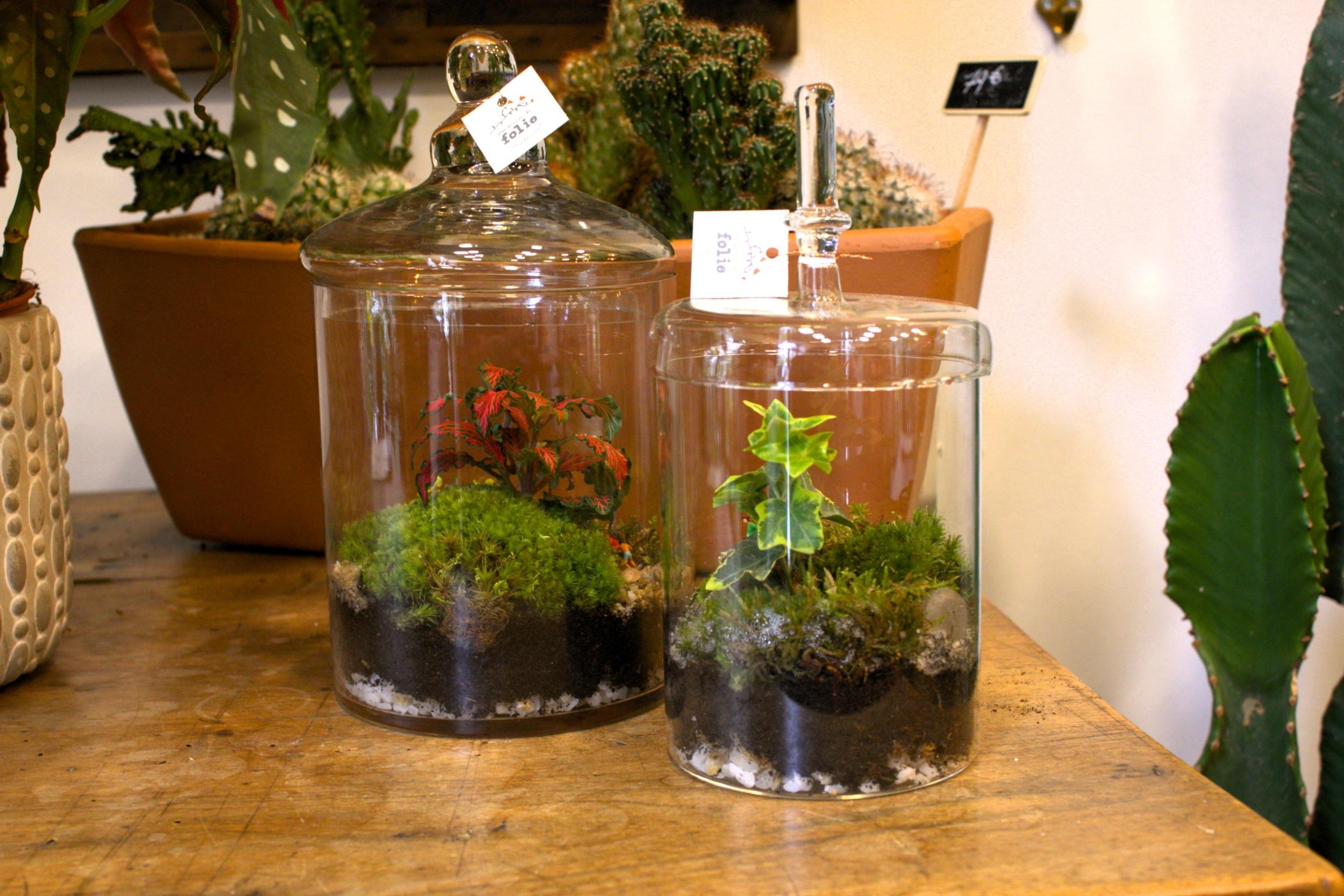 Créez votre petit terrarium