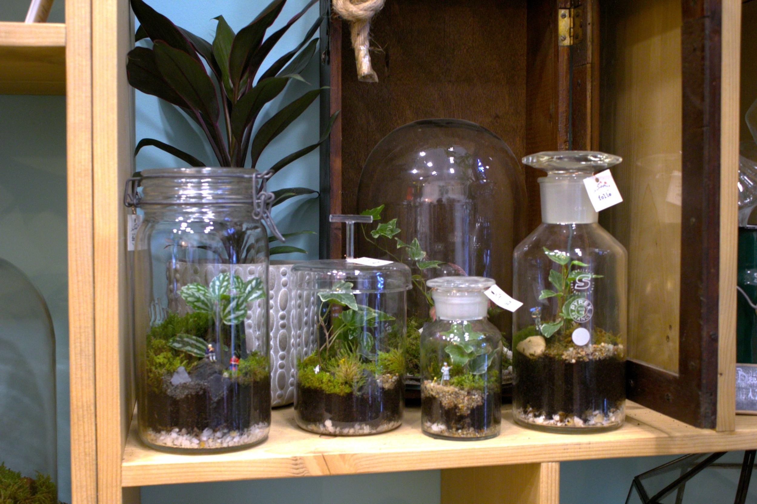 Créez vos terrariums en groupe