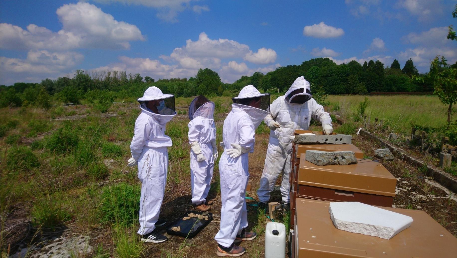 Initiez-vous à l'apiculture - Afbeelding nr. 10 - Wecandoo