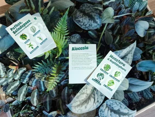 Plongez dans l'univers des plantes d'intérieur avec Nicolas - Image n°3 - Wecandoo